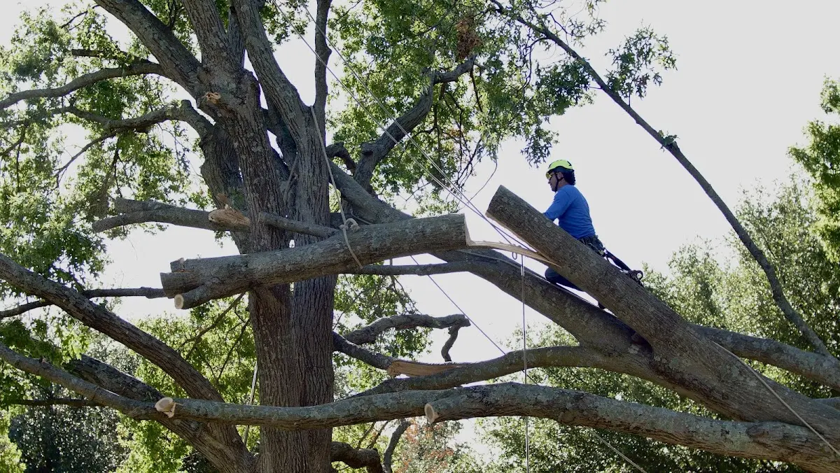 Professional Hazardous Tree Removal performed by certified arborists in Riviera
